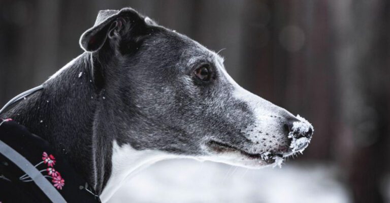 featured image 8ecd649f6217 dog news
