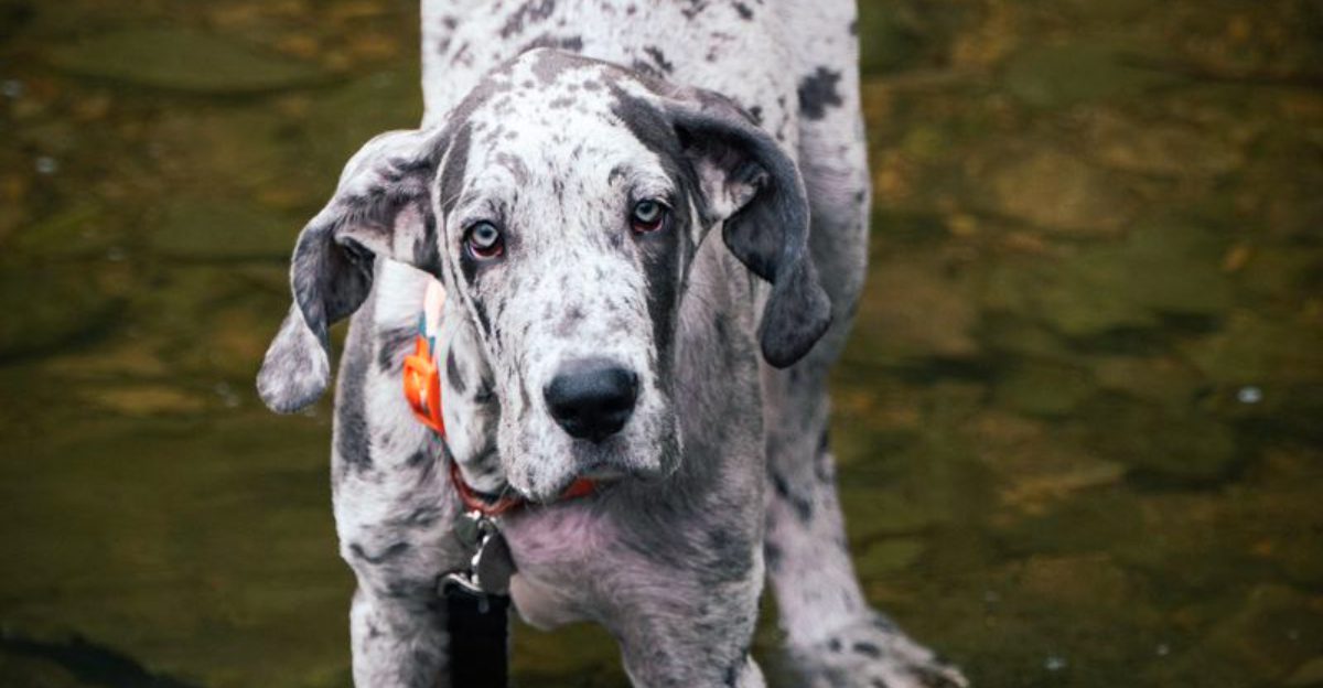 The biggest surprises about giant dog breeds usually happen after adoption