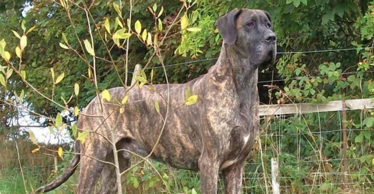 featured image 93149b2e2bfa dog news