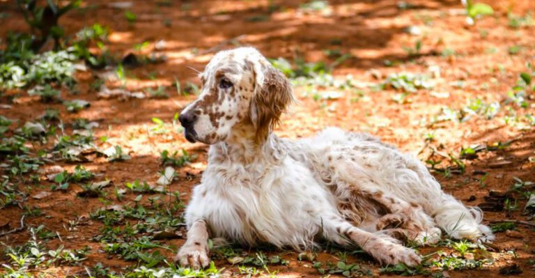 featured image 93edaba1bb07 dog news