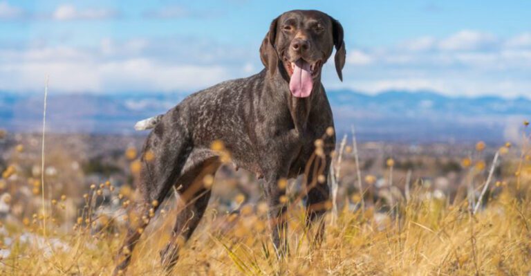 featured image 95f2894c9061 8481179fcc31 dog news