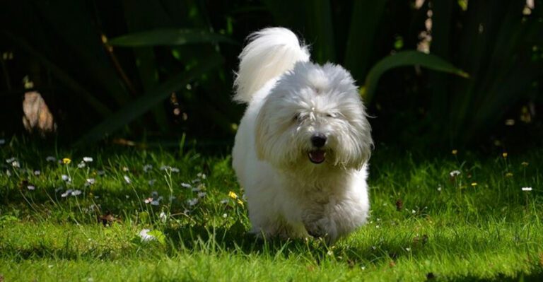 featured image 9633ade81d5d dog news