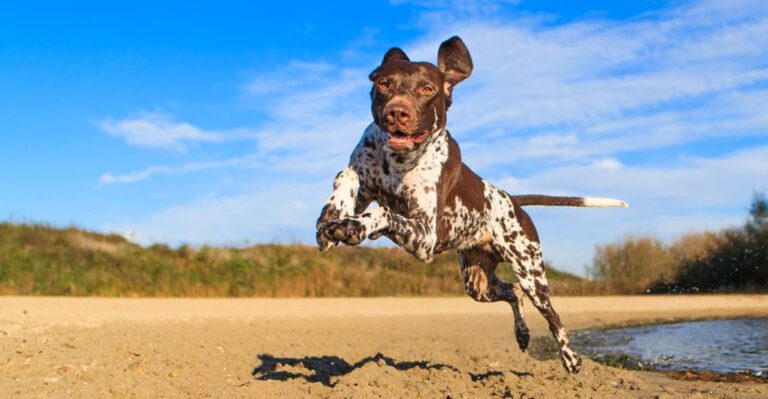 featured image 96d25302b275 8b4ae2853b73 dog news