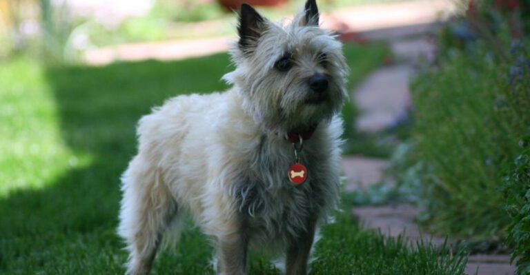 featured image 976d1d902239 f7602bea31e6 dog news