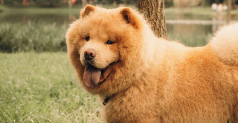 featured image 9837fa5a0d85 4a31e71b7275 dog news