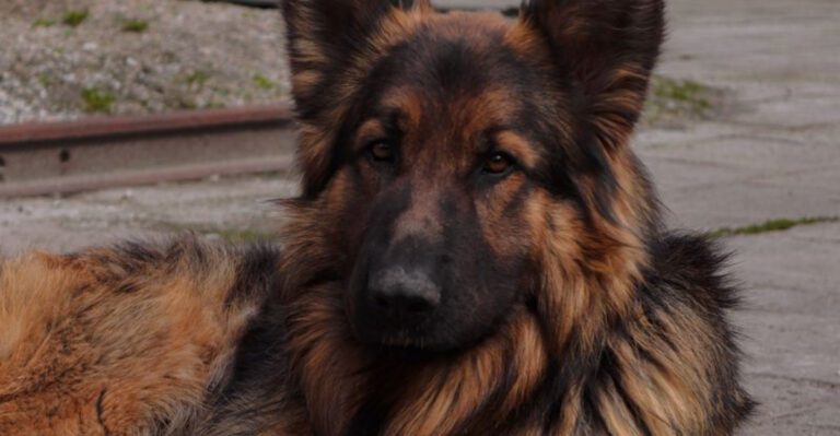 featured image 9952a8c40843 386e1bf2a1a4 dog news