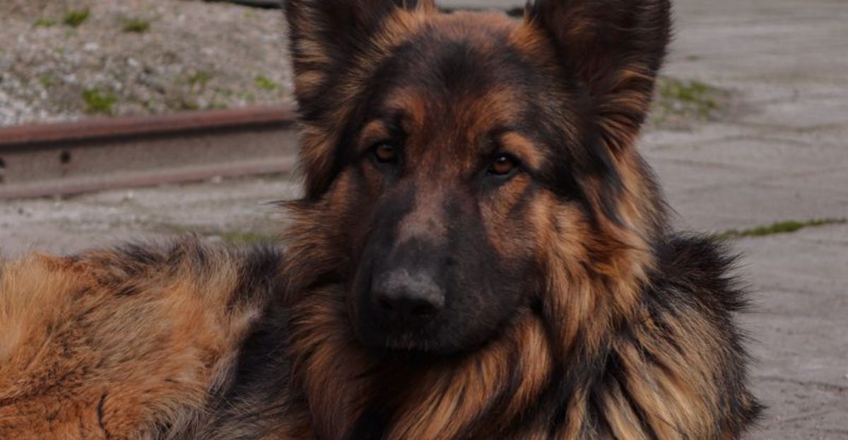 Some dog breeds form such deep bonds that goodbyes never get easier