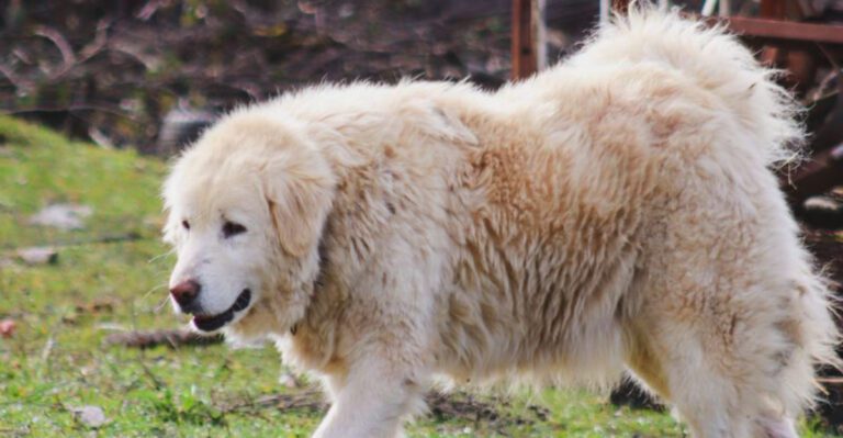 featured image 9c2822adbf3a dog news