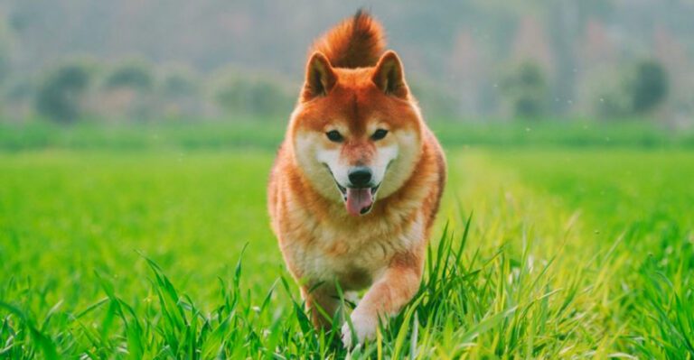 featured image 9c6029f28fe2 db515d12b49e dog news