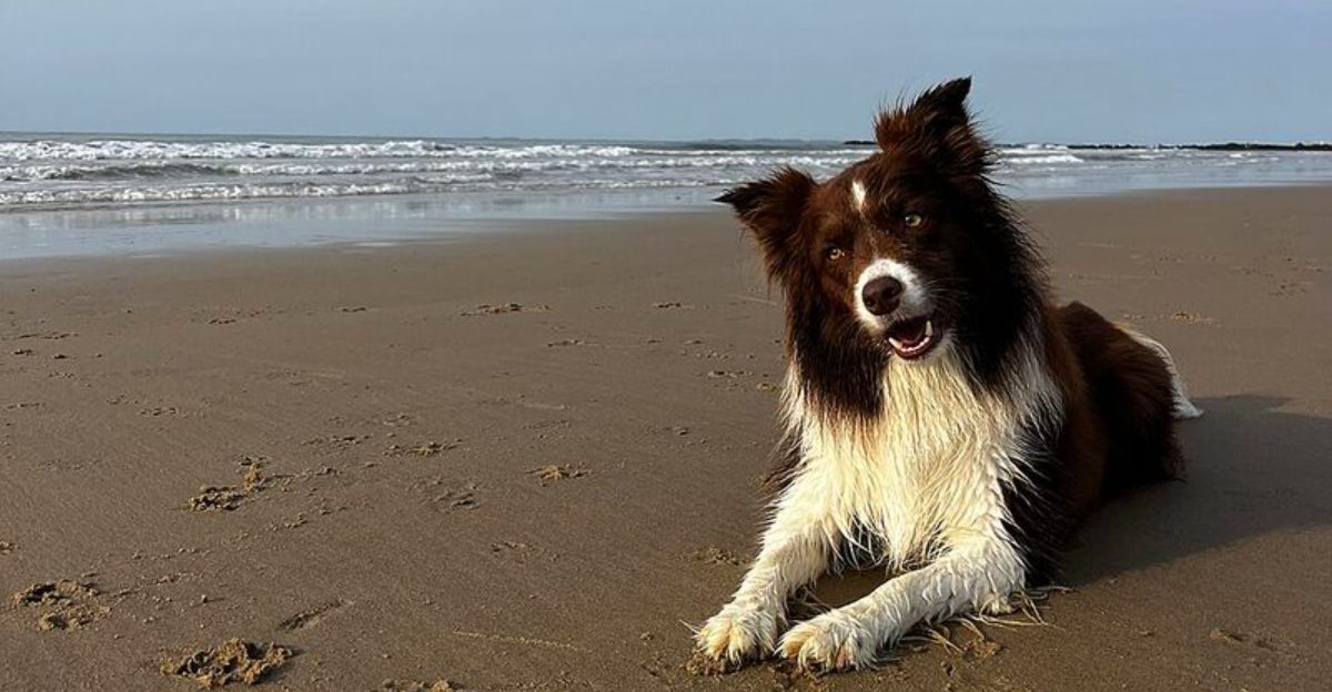 Living with these dog breeds often teaches owners to communicate more thoughtfully