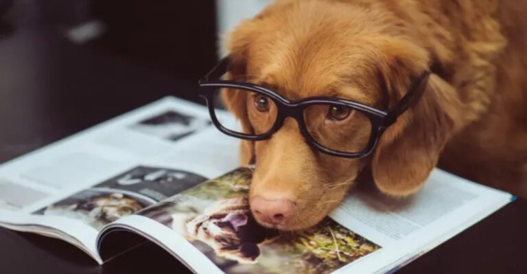 featured image 9d41cf3a49c0 b77cf074f965 dog news