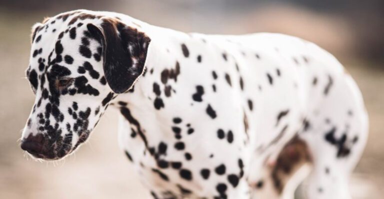 featured image 9e1c02948630 e97f899dd777 dog news