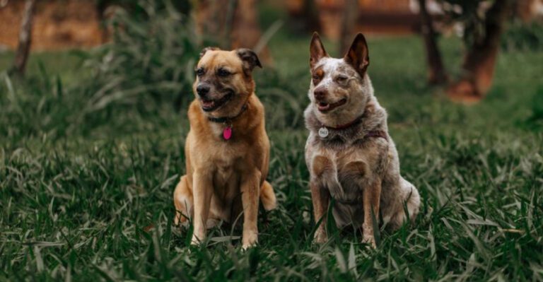 featured image 9fe45f174be5 968f28ffc4e5 dog news