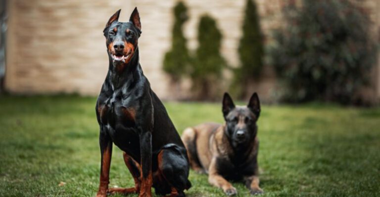featured image a02aeb3ba873 5acec79d3da4 dog news