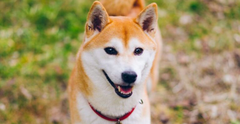 featured image a035f5d489d3 dcb69d7f8a33 dog news