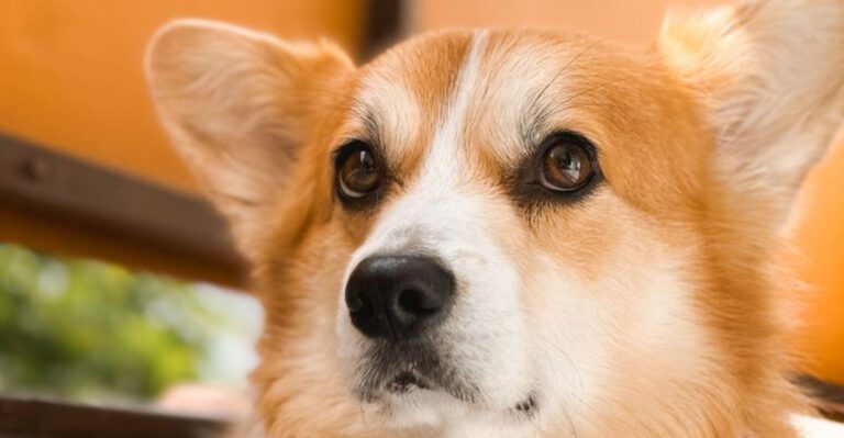 featured image a18224363fbf 086fb501885c dog news