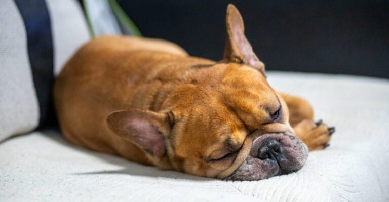 featured image a1b206376b82 ad515f563ec5 dog news