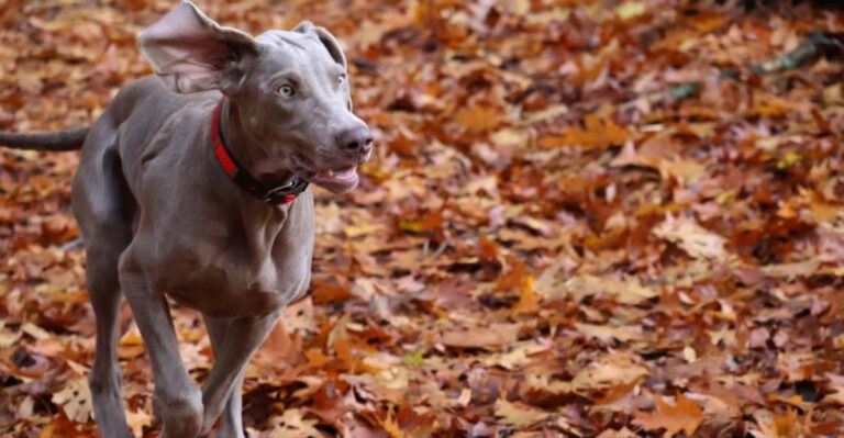 featured image a2147e9db542 dog news