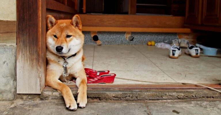 featured image a4a94d9b89d3 70b14cebf127 dog news