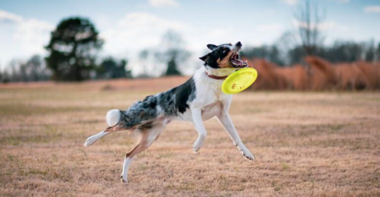 featured image a7cd73242637 dog news