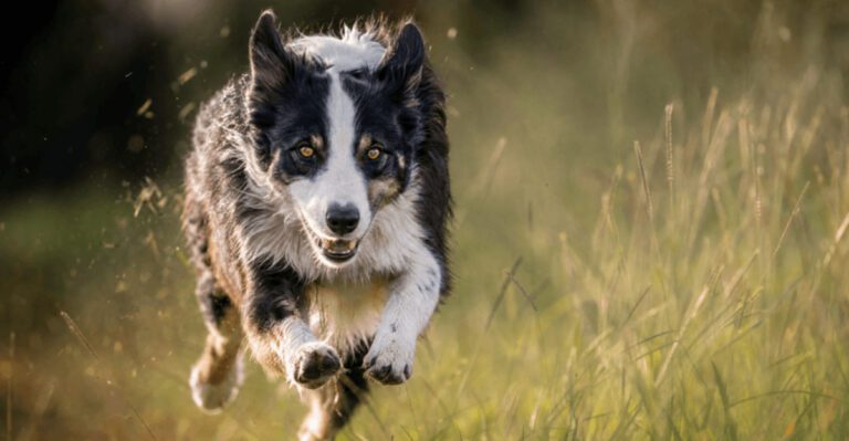 featured image a7d61b5ee774 e3e38ab505df dog news