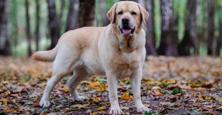 featured image aa07c4a69bc8 dog news