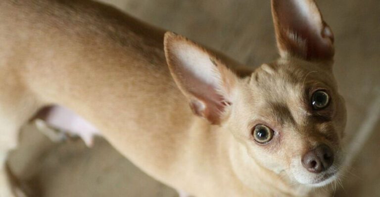 featured image aa71ff8ee16b fe3c0735e2de dog news
