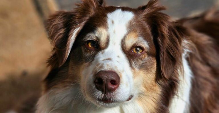 featured image ab6a149fa7ef 562c909f88b7 dog news
