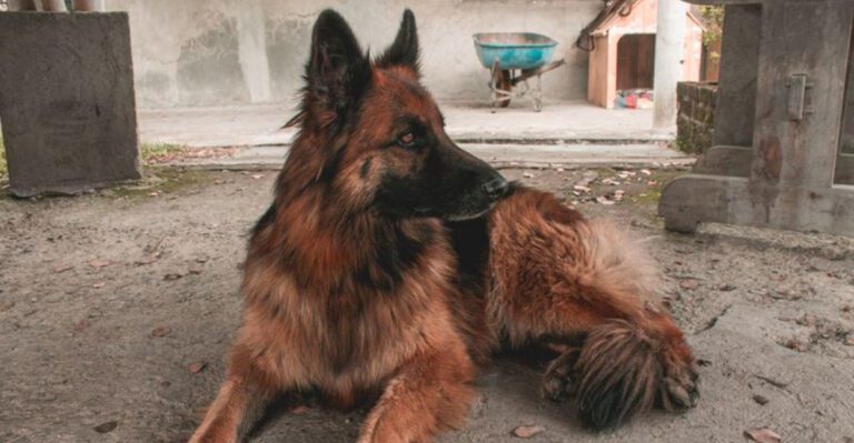 featured image acb1023ab8a0 dog news