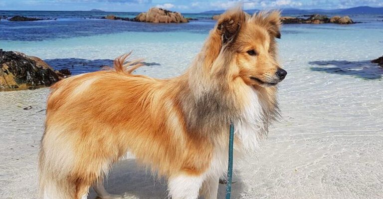 featured image b3b73d9ea9ea dog news