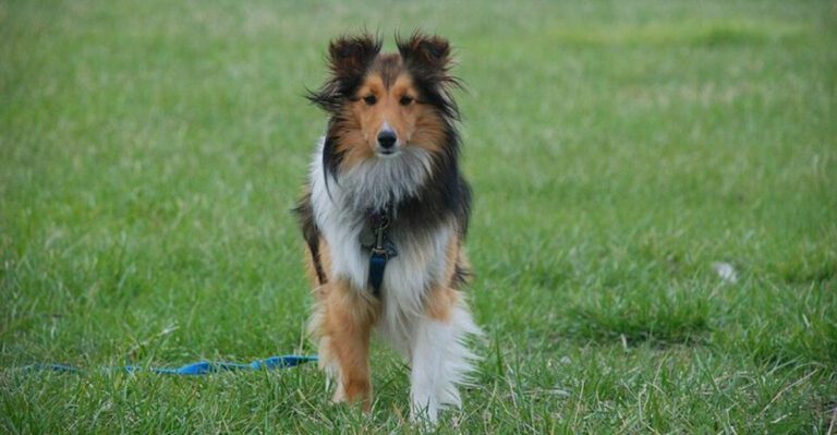 featured image b3daf5bbb18a 5e8d0141af99 dog news