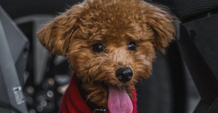 featured image b5b2f6c6bc4a cd93d0d74922 dog news