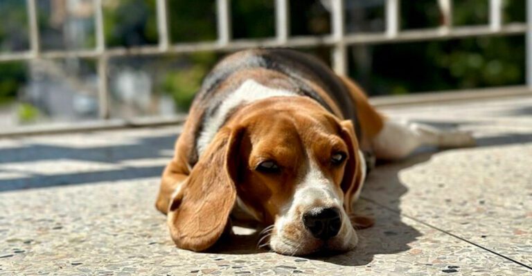featured image b6e43a0aadf5 f4f706e087db dog news