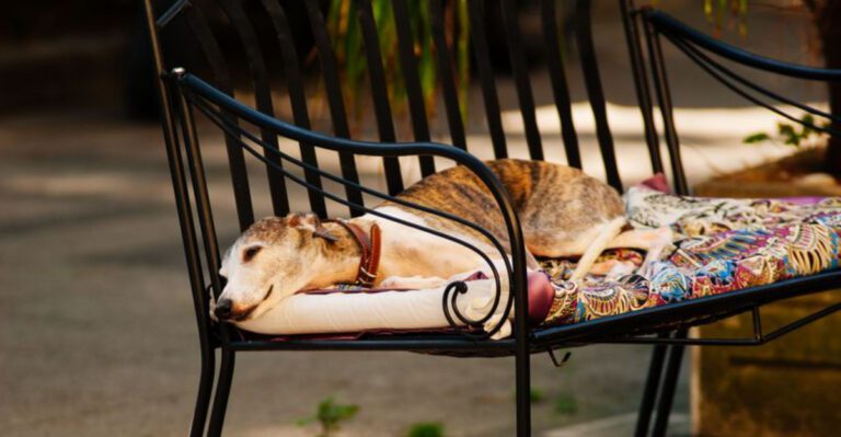 featured image b7237d3dd56f dog news