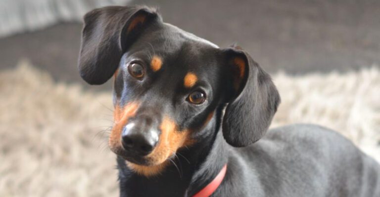 featured image b9007217f0fc b6b5ae603d5e dog news