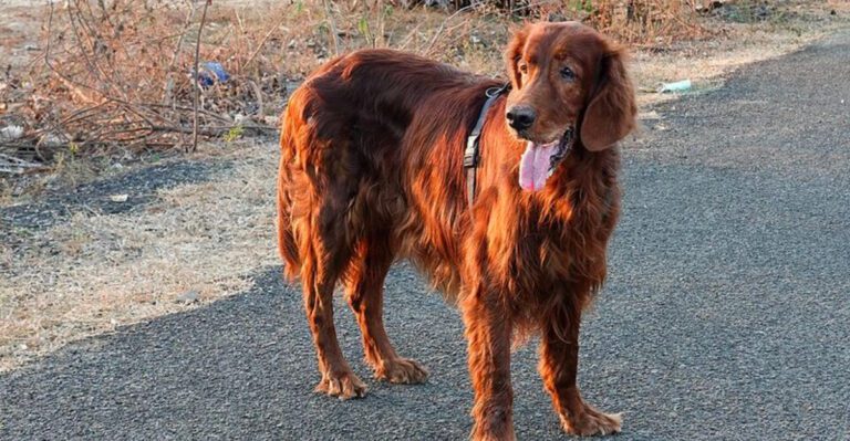 featured image ba0b590b38a9 dog news