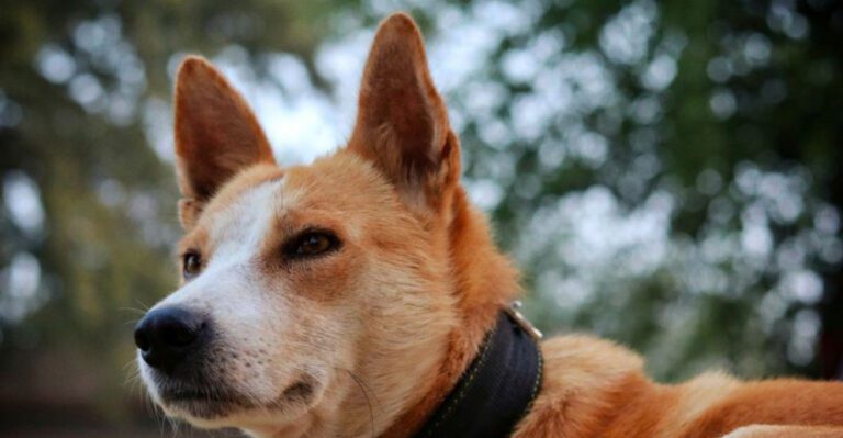 featured image ba5317be9e81 58a0a5eeba58 dog news