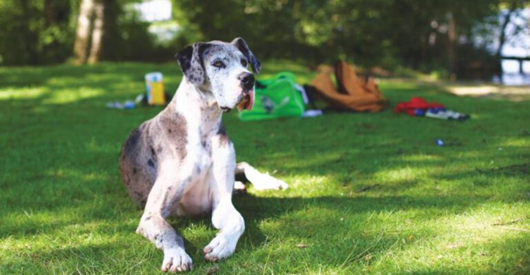 featured image baddbd5eb23b dog news