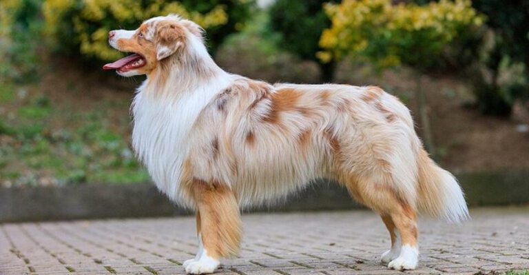 featured image bf971f39ffa2 4ac6231ecfb8 dog news
