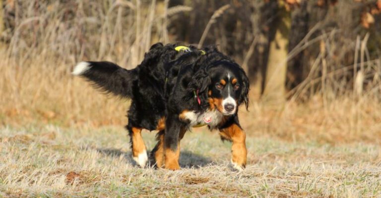 featured image c2c2a36c1e5b 1516dd8901e0 dog news