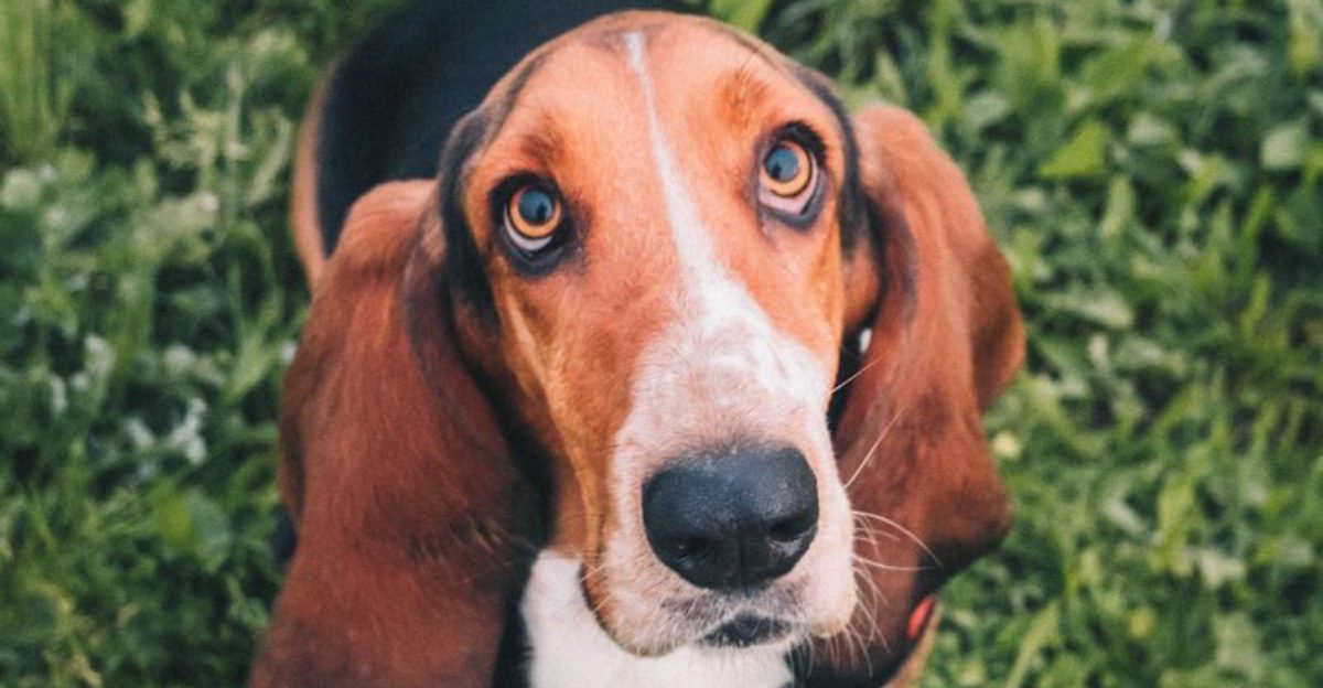 Not every dog feels the need to prove something – and these breeds are a great example