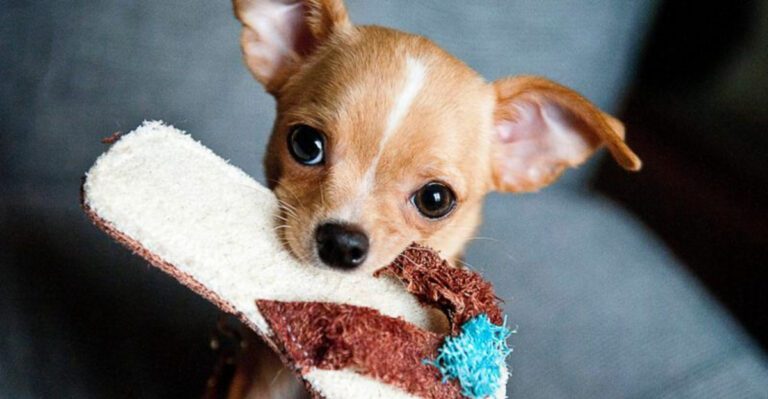 featured image c6b294bee99c a3b448797d11 dog news