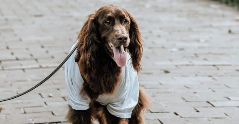 featured image c6cd836bc0b5 3786843345b3 dog news