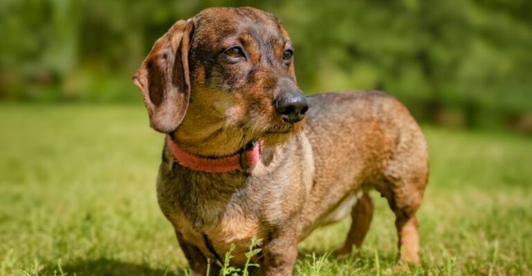 featured image c8a719980d5e d9892a9c3c70 dog news