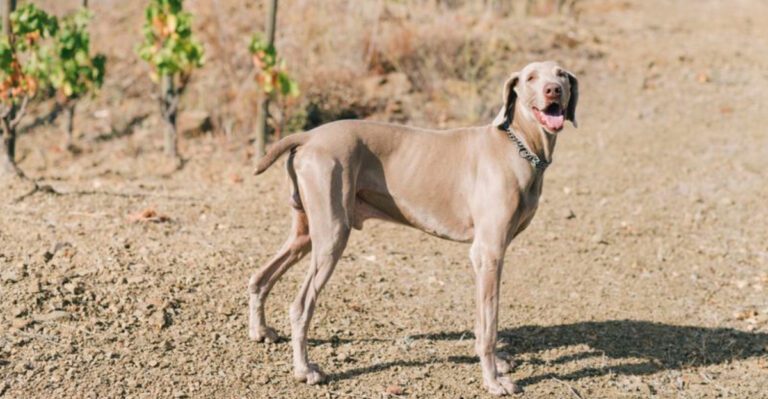 featured image cc296c7a7ea1 dog news