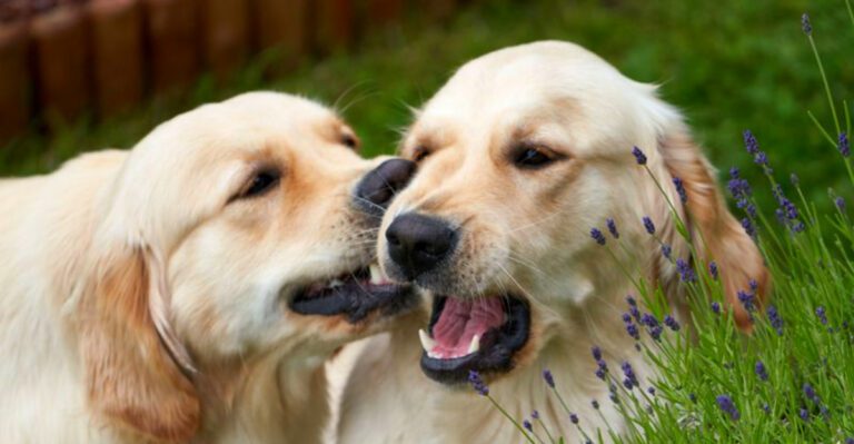 featured image ce96ecb1fbdb 5e773f0f54be dog news