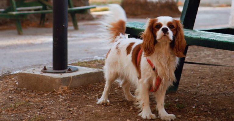 featured image cee2c1029a33 ad14fd6e9473 dog news