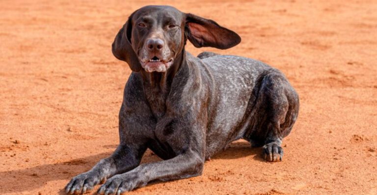featured image cfee91754756 572ece2d3fca dog news
