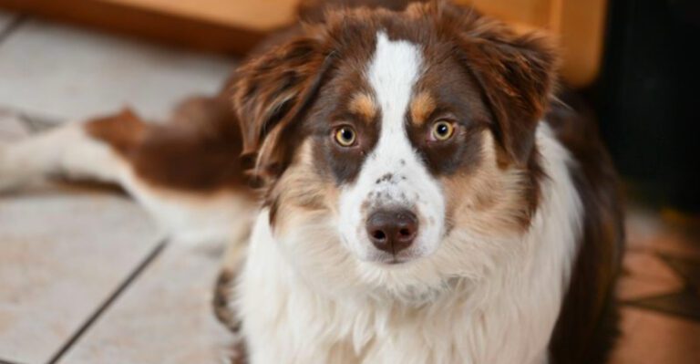 featured image d07c82ebf235 dog news