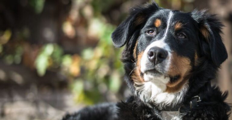 featured image d07eb187bf1c 5a1fa3ababda dog news